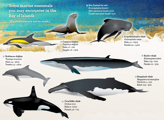 Species and facts about whales - Marine mammals